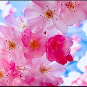 Meet your Posher, Victoria